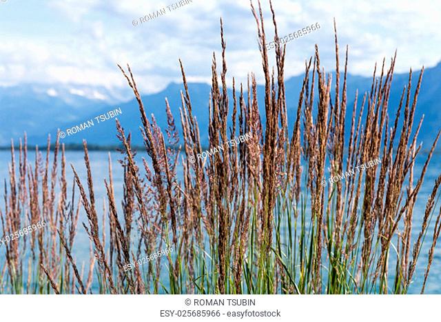 Grass against mountains and lake Geneva from the Embankment in Montreux. Switzerland
