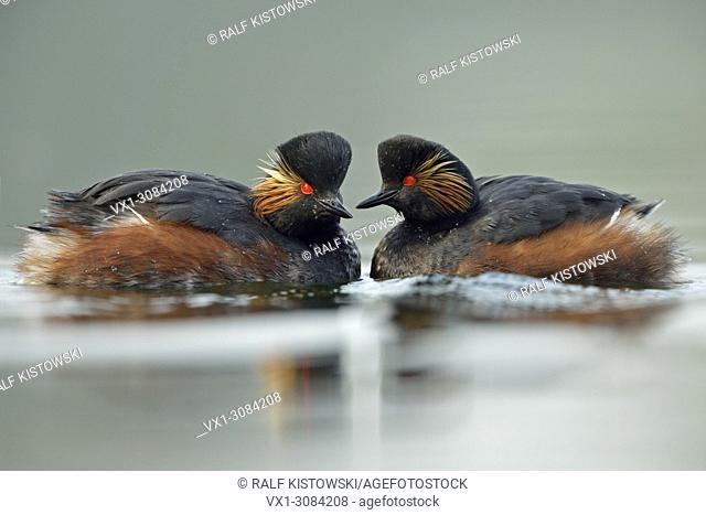 Black-necked Grebes / Eared Grebes ( Podiceps nigricollis ), two adult in breeding dress, swims breast to breast, close together, wildlife, Europe