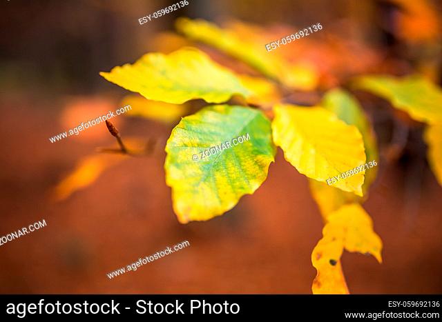Close up image of orange autumn leaves at soft golden light
