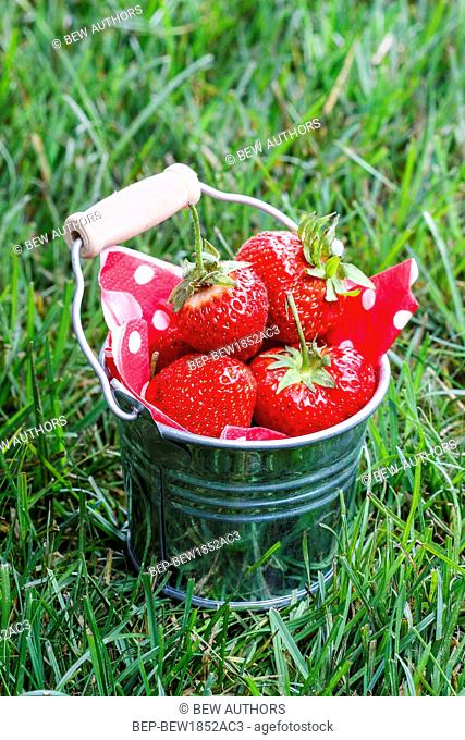 Strawberries in silver bucket standing on green lush grass. Garden party idea