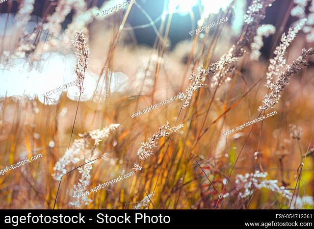 Sunny autumn meadow. Natural background