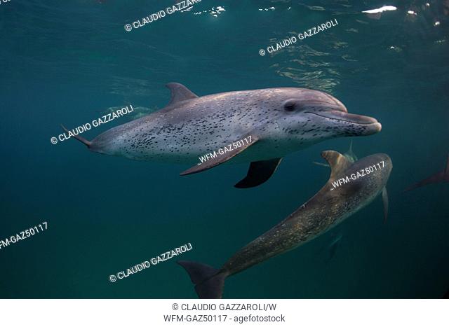 Spotted Dolphins, Stenella frontalis, Caribbean, Bimini, Bahamas