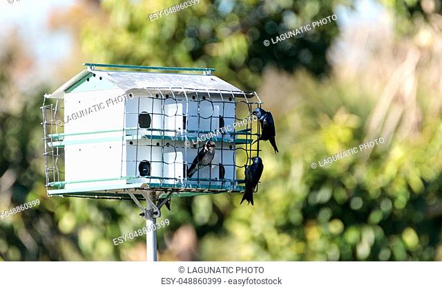 Purple martin birds Progne subis fly and perch around a birdhouse in Marco Island, Florida