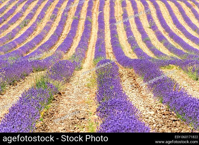 Lavender fields in bloom in Provence. Valensole Plateau (Alpes-de-Haute-Provence) Pays de Sault (Vaucluse) Luberon (Vaucluse) Drôme Provençale (Drôme)
