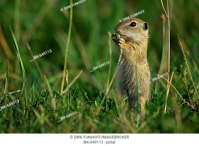 European Ground Squirrel or Souslik (Spermophilus citellus) gnawing on a plant, Illmitz, Burgenland, Austria, Europe