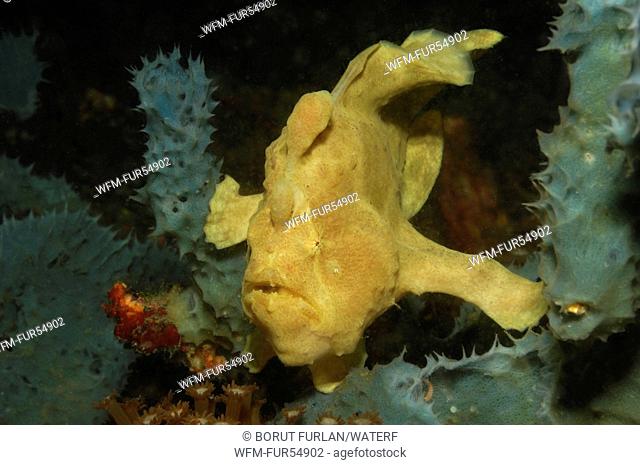 Giant Frogfish, Antennarius commersonii, Lembeh Strait, North Sulawesi, Indonesia