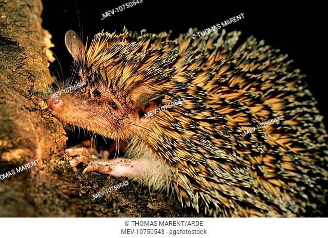Greater Hedgehog Tenrec / Large Madagascar Hedgehog (Setifer setosus)