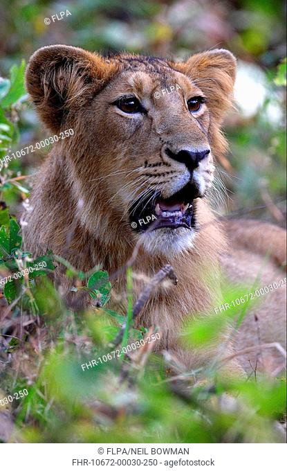 Indian Lion Panthera leo persica female cub, close-up of head, Gir N P , Gujarat, India, november
