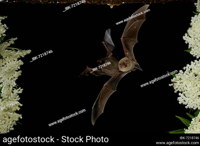 Common bent-wing bat (Miniopterus schreibersii) flies past a flowering elder (Sambucus), Pleven, Bulgaria, Europe