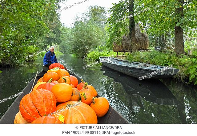 dpatop - 24 September 2019, Brandenburg: Harald Wenske crosses a river with a Spreewald barge full of pumpkins. Autumn is also pumpkin season