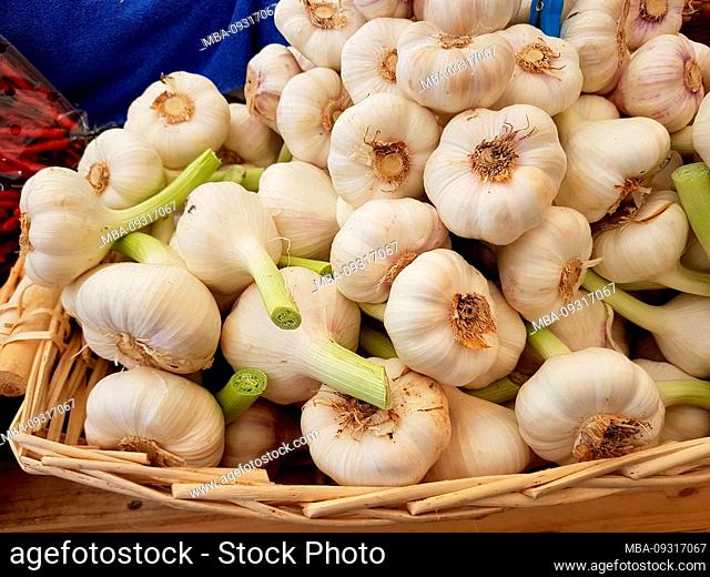 Many garlic bulbs in the basket