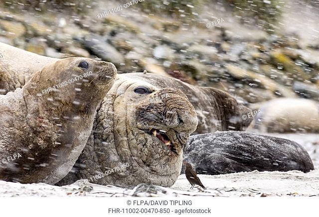 Southern Elephant-seal Mirounga leonina adult male and females, resting on beach during snowfall, with Tussac-bird Cinclodes antarcticus pecking at wound