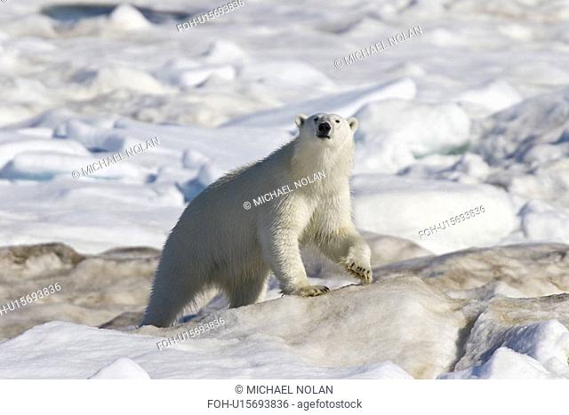 Polar bear Ursus maritimus on multi-year ice floes in the Barents Sea off the eastern coast of EdgeÏya Edge Island in the Svalbard Archipelago, Norway