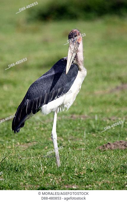 Marabou Stork (Leptoptilos crumeniferus)