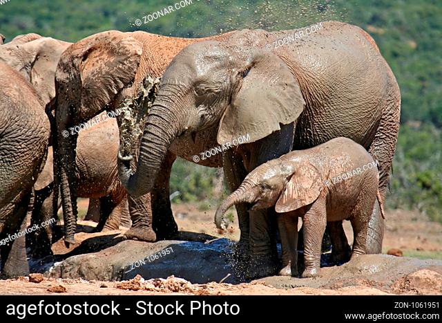 Trinkende Elefanten in Südafrika; Loxodonta africana, Mammalia; Drinking Elephants in South Africa