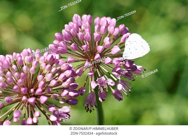 Allium atroviolaceum, Schwarz-violetter Lauch, Broadleaf wild leek, mit Bläuling