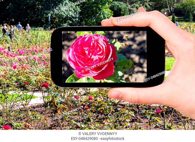 travel concept - tourist photographs of rose flowers in Kislovodsk National Park in Kislovodsk resort town in Caucasian Mineral Waters region of Russia on...