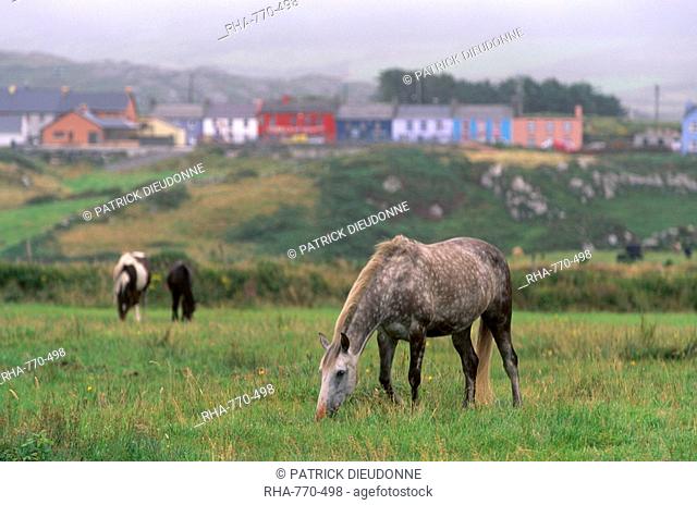 Horses, Connemara and Tinker, and village of Allihies, Beara Peninsula, County Cork, Munster, Republic of Ireland, Europe