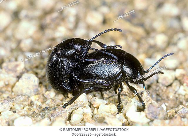Bloody-nosed Beetle (Timarcha tenebricosa), mating