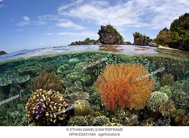 Reef Top rich of species, Misool, West Papua, Indonesia