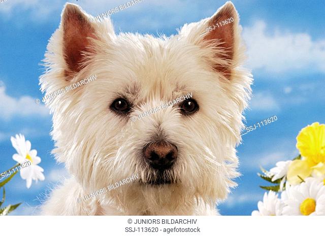 West Highland White Terrier - portrait