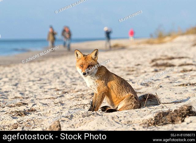 Juvenile Red Fox (Vulpes vulpes) sitting on a beach, in the background strollers. Mecklenburg-Western Pomerania, Germany