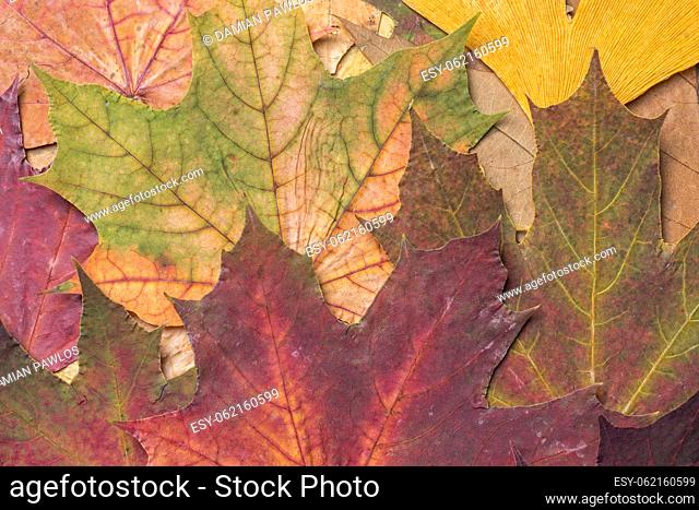 A mix of dried colorful tree leaves collected in a park during the fall season. Â Autumnal background