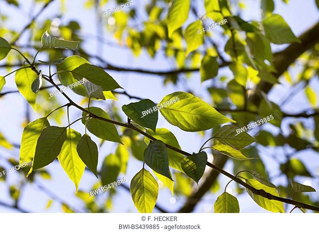 balsam poplar, eastern balsam-poplar, tacamahac (Populus balsamifera, Populus tacamahaca), branch in backlight, Germany