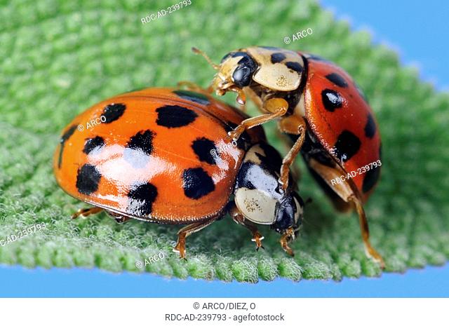 Asian Lady Beetle / Harmonia axyridis