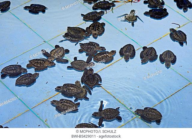Olive ridley, Pacific ridley turtle, Olive ridley sea turtle, Pacific ridley sea turtle (Lepidochelys olivacea), circa one month old sea turtles in a breeding...