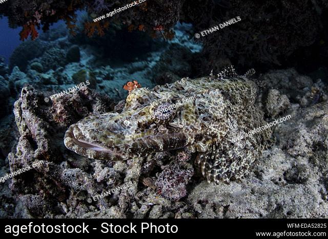 Beauforts Crocodilefish camouflaged, Cymbacephalus beauforti, Wakatobi, Celebes, Indonesia
