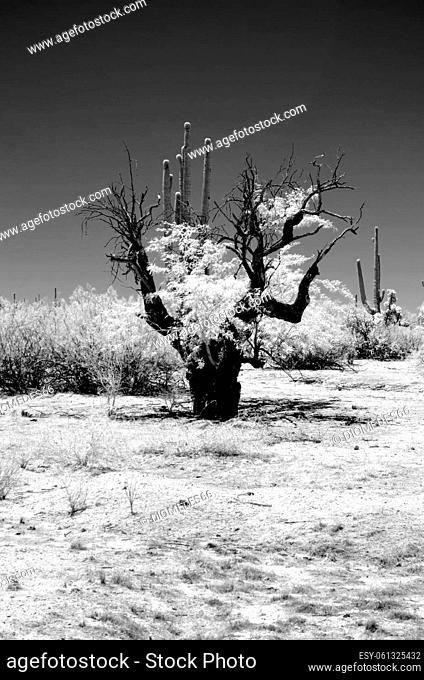 The Sonora desert in central Arizona USA in monochrome infrared
