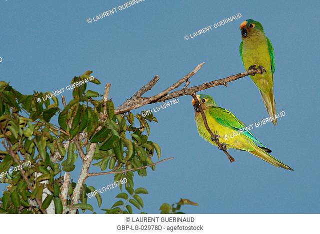 Bird, Jandaia-coquinho, Pantanal, Mato Grosso do Sul, Brazil