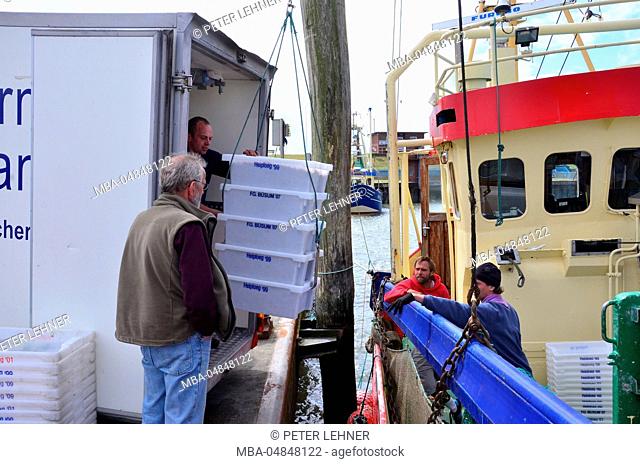 Germany, Schleswig-Holstein, North Frisia (Northern Friesland), Pellworm, harbour, shrimp boat, catch load