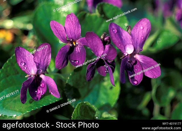 viola odorata flowers, alzano lombardo, italy