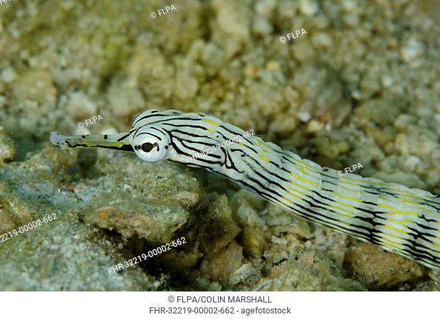 Network Pipefish (Corythoichthys flavofasciatus) adult, close-up of head, Lembeh Straits, Sulawesi, Sunda Islands, Indonesia, January