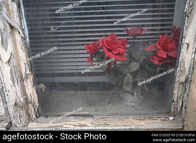 01 February 2021, Mecklenburg-Western Pomerania, Loitz: Flowers stand in a window of a house in the town centre of Loitz in the district of...