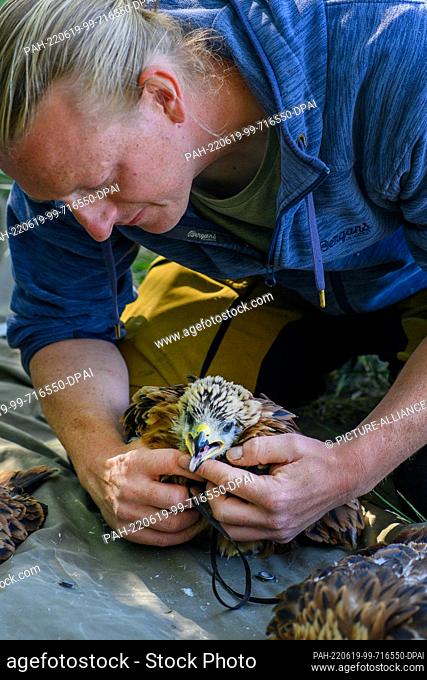 15 June 2022, Saxony-Anhalt, Kroppenstedt: Martin Kolbe, biologist and manager at the Heineanum Red Kite Center, puts a transmitter on a 30-day-old red kite in...
