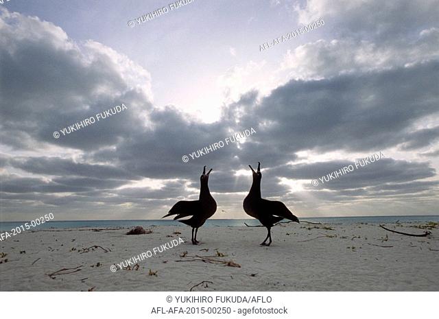 Croissy Albatross