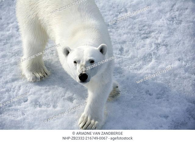 Polar bear, Ursus maritimus, on sea ice north of Spitsbergen, Svalbard, Arctic