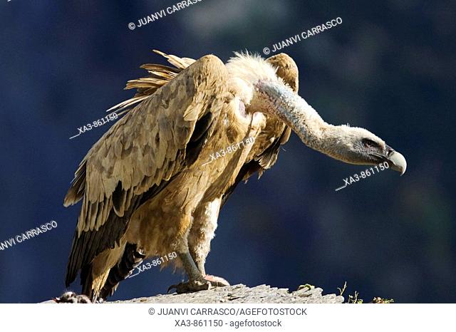 Griffon vulture, Gyps fulvus  Ordesa y monte perdido national park, Huesca province, Aragon, spanish pyrenees