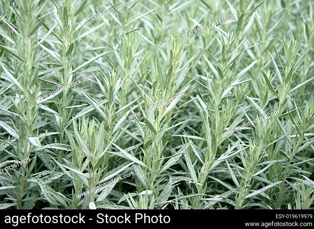 Artemisia ludoviciana SILVER QUEEN