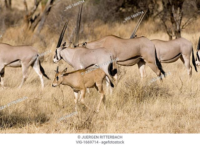East African Oryx, Oryx beisa, SAMBURU NATIONAL RESERVE, KENYA, Africa - SAMBURU NATIONAL RESERVE, KENYA, 24/09/2008