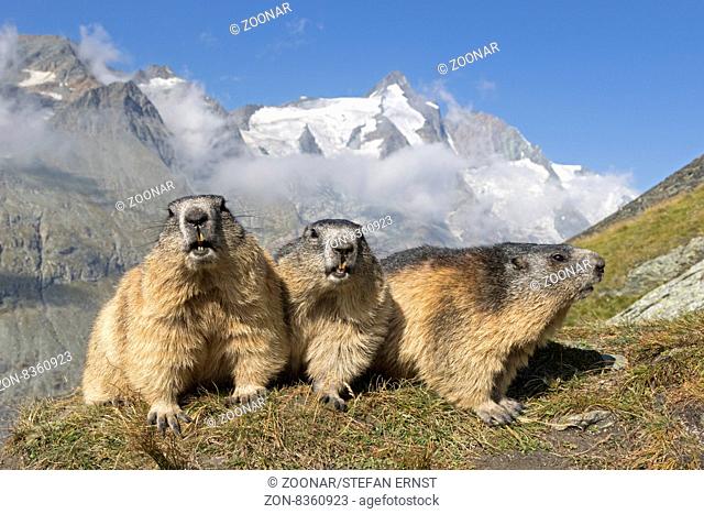 Alpenmurmeltier mit Großglockner, Hohe Tauern, Österreich, Europa / Alpine marmot in front of Großglockner, High Tauern National Park, Carinthia, Austria