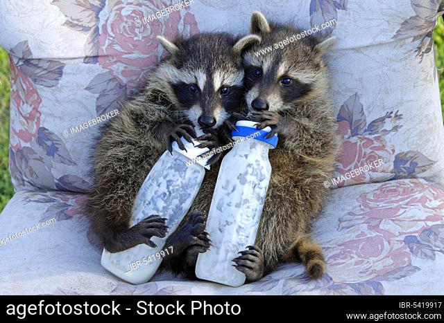 Raccoons (Procyon lotor), orphaned cubs drinking milk from bottle, raccoon