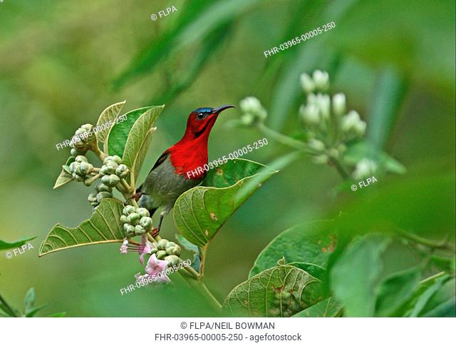 Crimson Sunbird Aethopyga siparaja adult male, perched on flowerhead, Kaeng Krachan N P , Thailand, november