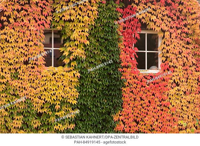 Colourful wine leaves on a house in Radebeul near Dresden, Germany, 20 October 2016. PHOTO: SEBASTIAN KAHNERT/dpa | usage worldwide