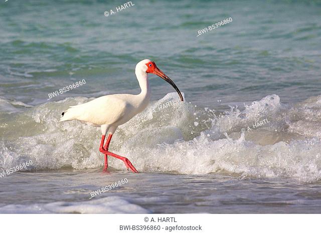 white ibis (Eudocimus albus), searching food in the drift line in front of the breaking of the waves, USA, Florida, Westkueste, Tampa