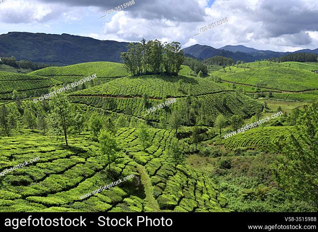 India, Kerala, Munnar, Tea plantations