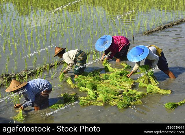 Myanmar, Kayin (Karen) State, Hpa-An surroundings, Farmers transplanting rice